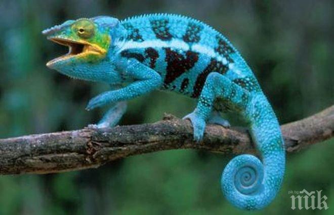 Китайски учени показаха робот хамелеон