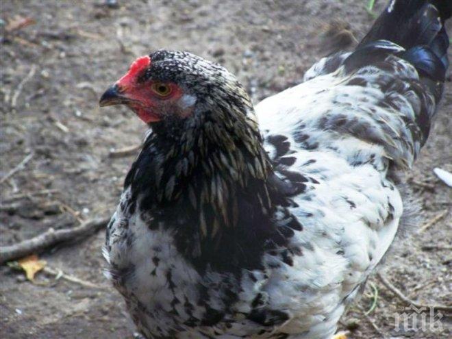 Огнище на Нюкясълска болест по птици в Кърджалийско