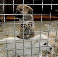 За 2015 г. са проверени над 290 собственици на кучета, а наложените глоби са 2 960 лв.