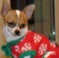 Учени изследват кучешката интелигентност