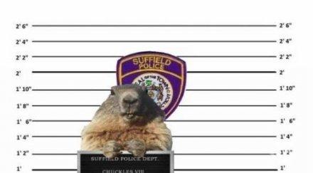 хамстер оказа арестант сащ грешно предсказал времето