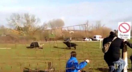три разярени бика размятаха баща син видео