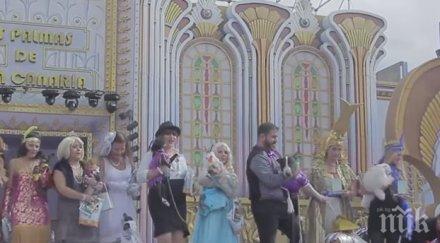 кучетата дефилираха карнавала гран канария видео