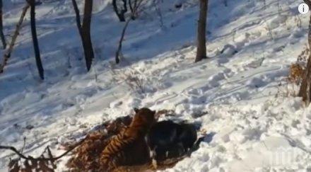 изписаха лазарета козела тимур настаниха далеч тигъра амур