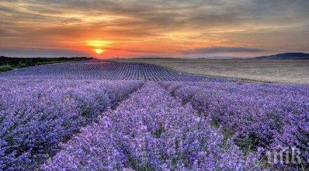 лавандулата алтернативата тютюна родопите