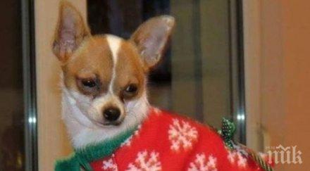 учени изследват кучешката интелигентност