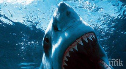 акулите поставиха рекорд нападения хора