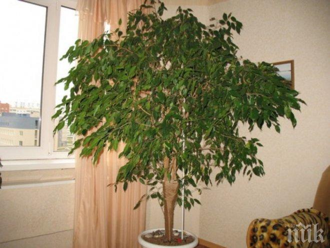 Фикус бенджамин - най-често срещаното растение за дома