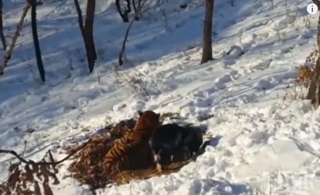 Изписаха от лазарета козела Тимур, настаниха го далеч от тигъра Амур