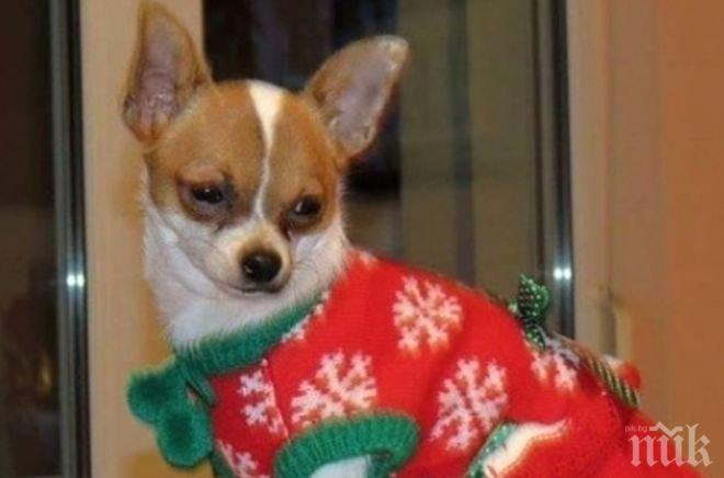 Учени изследват кучешката интелигентност