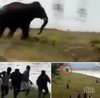 Разярен слон разруши над 100 къщи в Индия