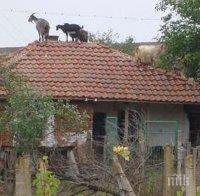 Кози се катерят по покривите в дупнишко село
