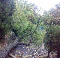 Силният вятър изпочупи дърветата в София