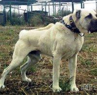 Странна смърт на куче пазач от зловещата порода кангал