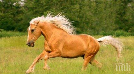 конете разчитат емоциите човешкото лице