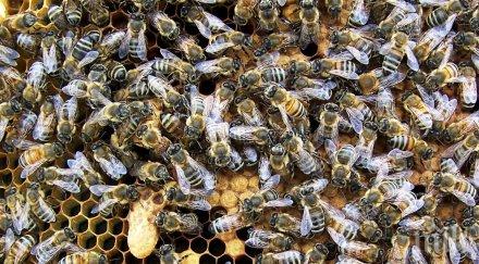 отбелязват празника пчеларите пловдив