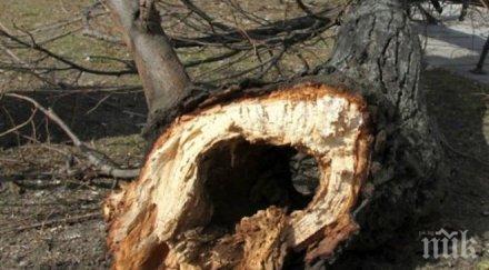 първо пик огромно иглолистно дърво строполи пътя владая задръстването километрично