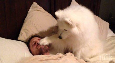 всяка сутрин куче събужда своя човек уникален начин