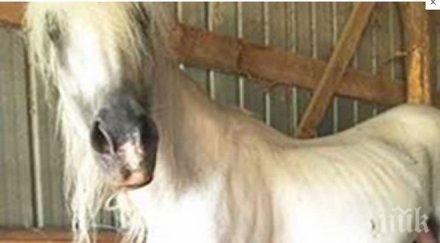 конете четат лицата хората