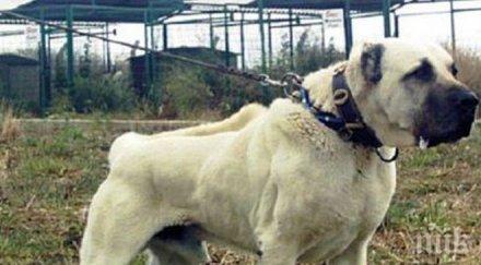 странна смърт куче пазач зловещата порода кангал