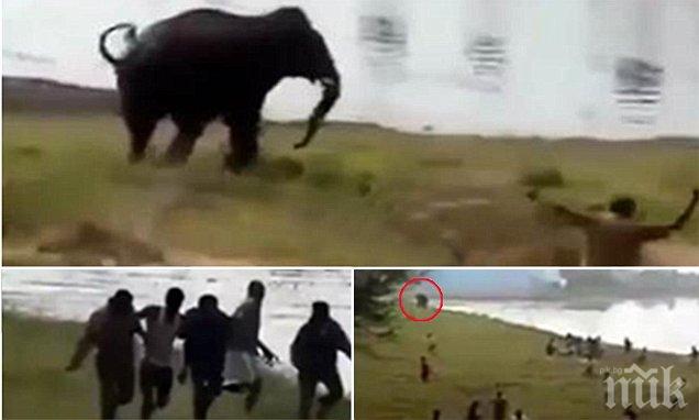 Разярен слон разруши над 100 къщи в Индия