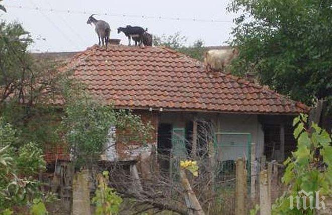 Кози се катерят по покривите в дупнишко село