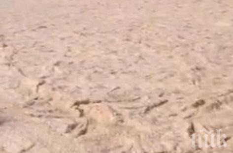 Изумително! В Ирак потече пясъчна река (видео)