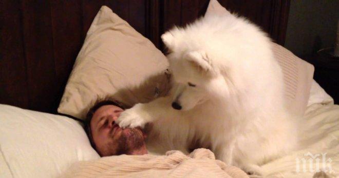 Всяка сутрин това куче събужда своя човек по уникален начин!