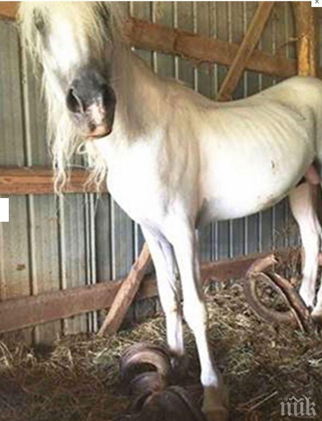 Конете четат по лицата на хората