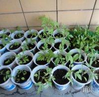 Как да си направим жизнеспособен разсад