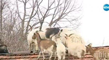 цяло село пропищя кози живеят покривите къщите снимка