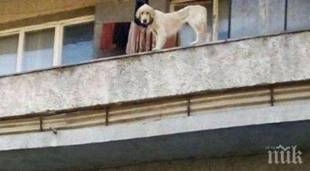 кучета скелети стоят затворени балкон