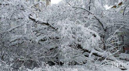 машини обхождали почиствали паднали клони пътищата търговищко