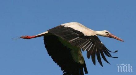 щъркелът белчо връща хареса кения