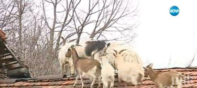 Цяло село пропищя от кози, които живеят по покривите на къщите (снимка)