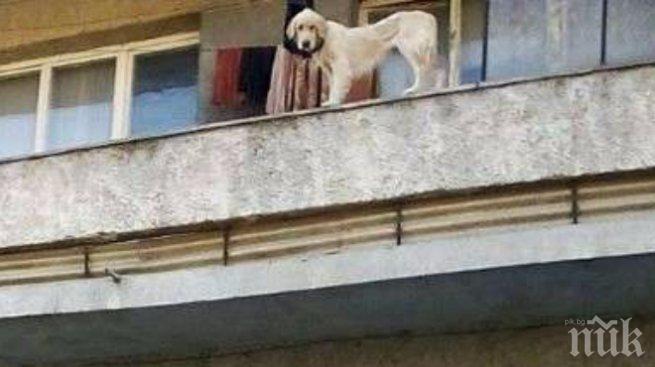 Кучета скелети стоят затворени на балкон