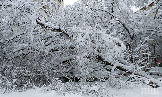  15 машини са обхождали и почиствали от паднали клони пътищата в Търговищко
