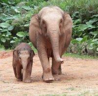 Подивяла слоница смачка на пътя 15 автомобила