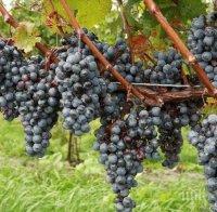 В село Горски горен Тръмбеш зарязаха лозите и избраха Цар на виното
