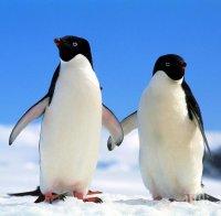 Айсберг причи смъртта на 150 000 пингвина