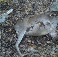 Бракониер уби сърна край Вършец