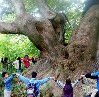 Силистренски дъб ще се бори за Евродърво на годината 