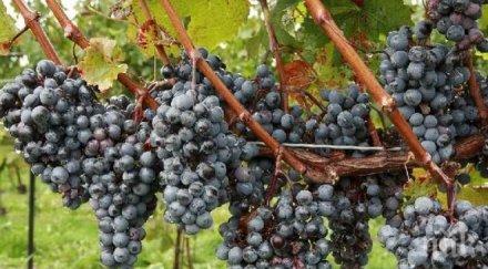 лозарите винопроизводителите карнобат обединиха кооператив