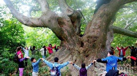 силистренски дъб бори евродърво годината