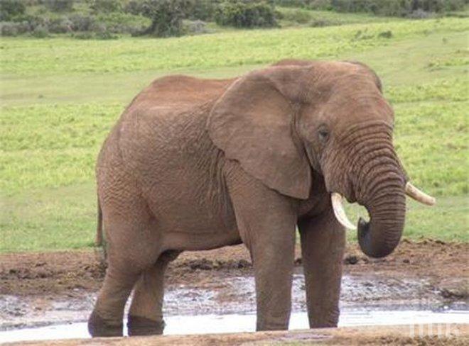 Слон с разбито сърце унищожи 20 коли в Китай