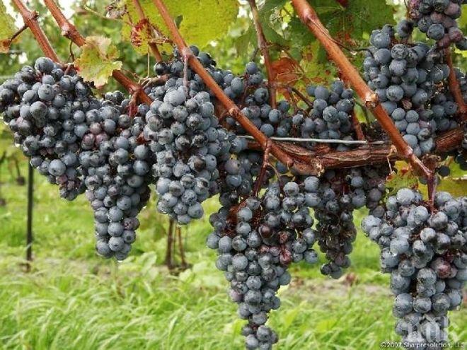Лозарите и винопроизводителите от Карнобат се обединиха в кооператив