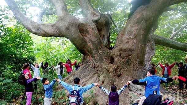 Силистренски дъб ще се бори за Евродърво на годината 