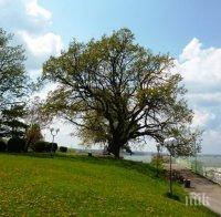 Да подкрепим Дъба в Силистра в конкурса 