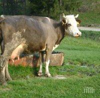 Край с отглеждането на крави и биволи в град Каварна