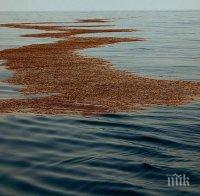 Масивен нефтен разлив се движи по Дунав